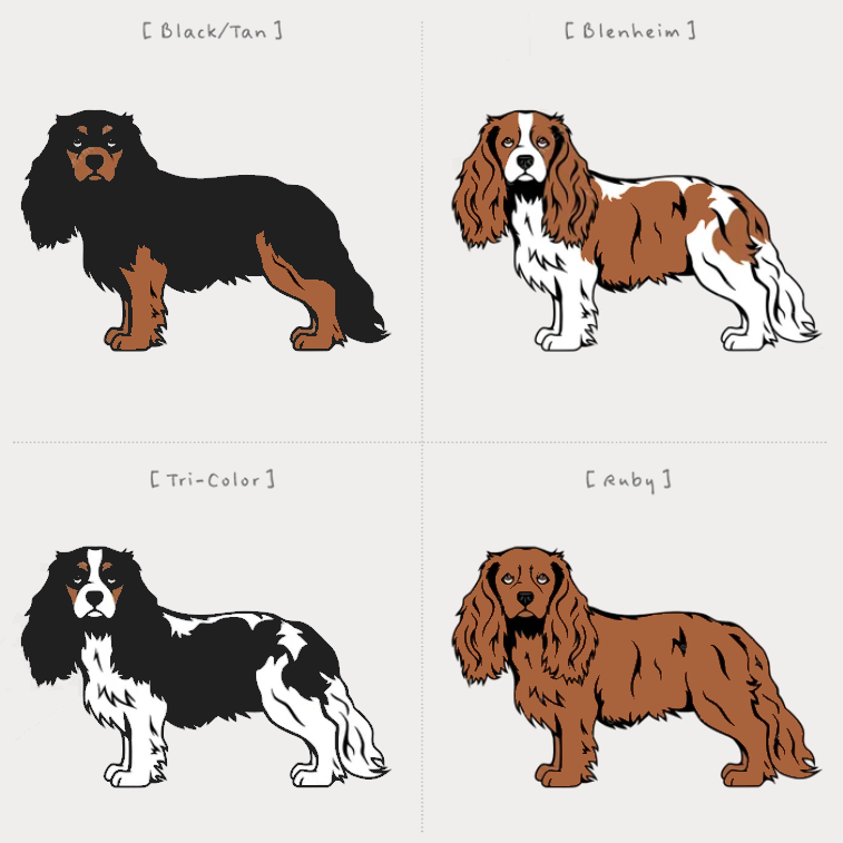 Cavalier King Charles