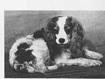 Cavalier King Charles Spaniel