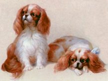 Cavalier King Charles Spaniel