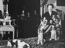 Cavalier King Charles Spaniel 